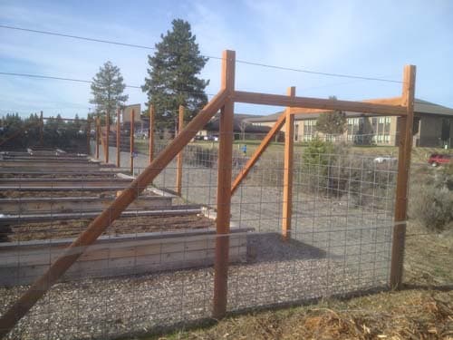 Deer fencing around garden beds